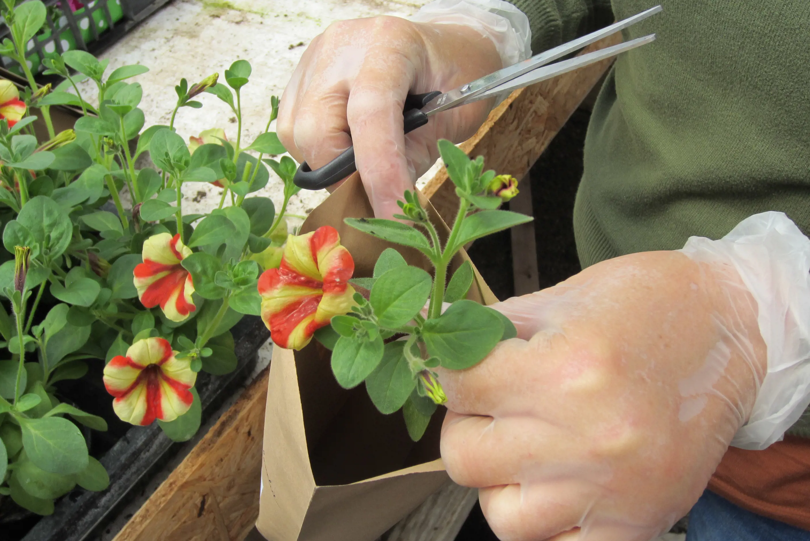 21 rôznych geneticky modifikovaných okrasných kvetov na trhu SR
