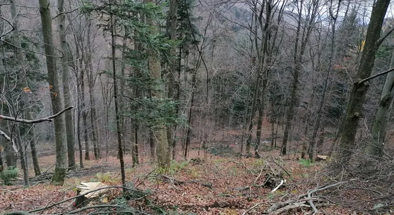  REAKCIA SLOVENSKEJ INŠPEKCIE ŽIVOTNÉHO PROSTREDIA NA OBVINENIA LV VLK  