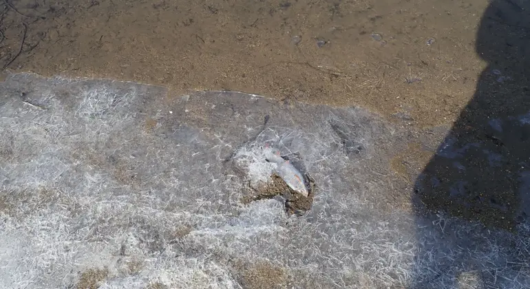 SLOVENSKÁ INŠPEKCIA ŽIVOTNÉHO PROSTREDIA KOORDINUJE VYŠETROVANIE OPAKOVANÝCH ÚHYNOV RÝB NA RIEKE SLATINA