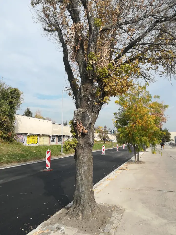 Výrub stromov v Bratislave