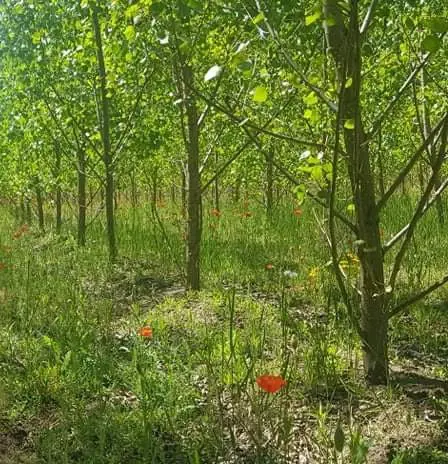 POKUTY ZA ENVIROMENTÁLNE DELIKTY SPOLOČNOSTI IKEA INDUSTRY SLOVAKIA S.R.O.